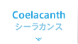 Coelacanth - シーラカンス