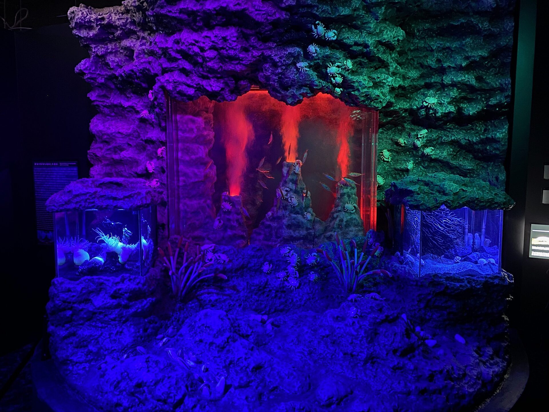 深海の世界に熱水噴出孔エリアOPEN | 沼津港深海水族館 