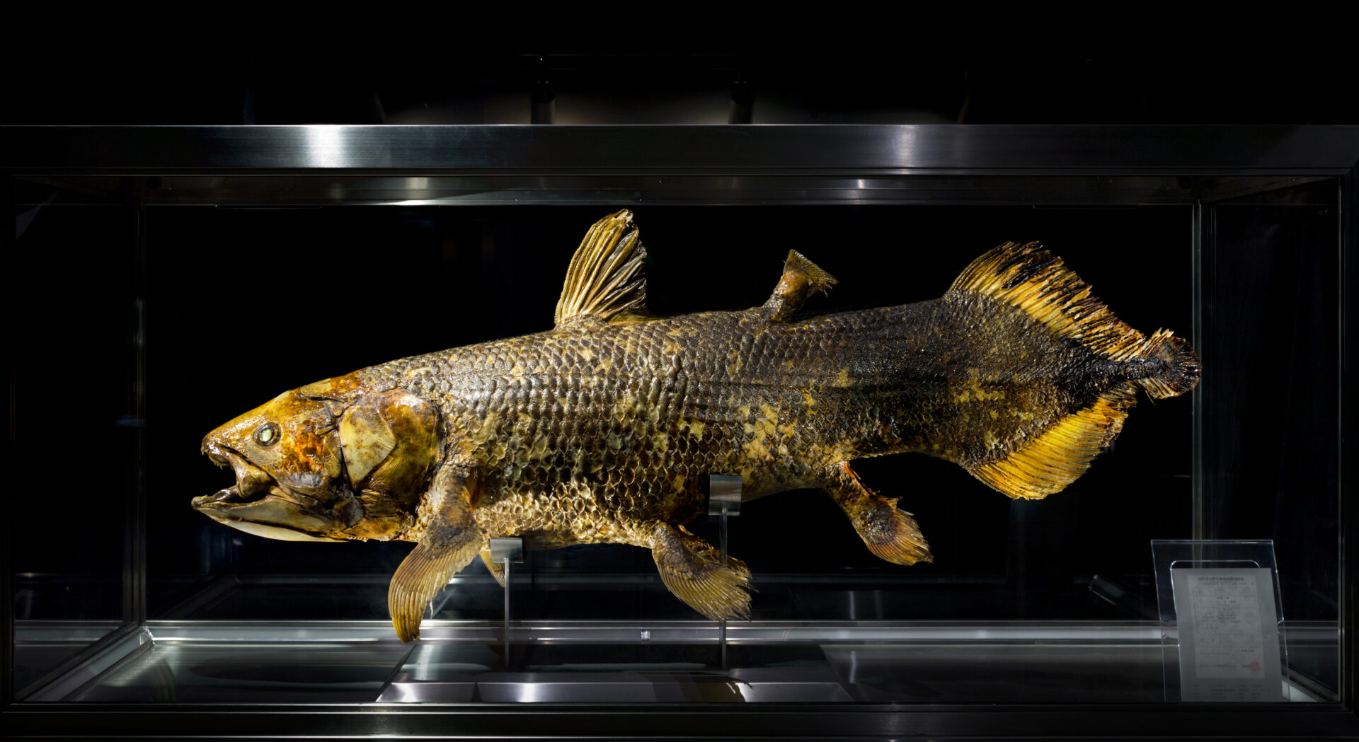 11月8日（土）～ 常設展示 再開のお知らせ