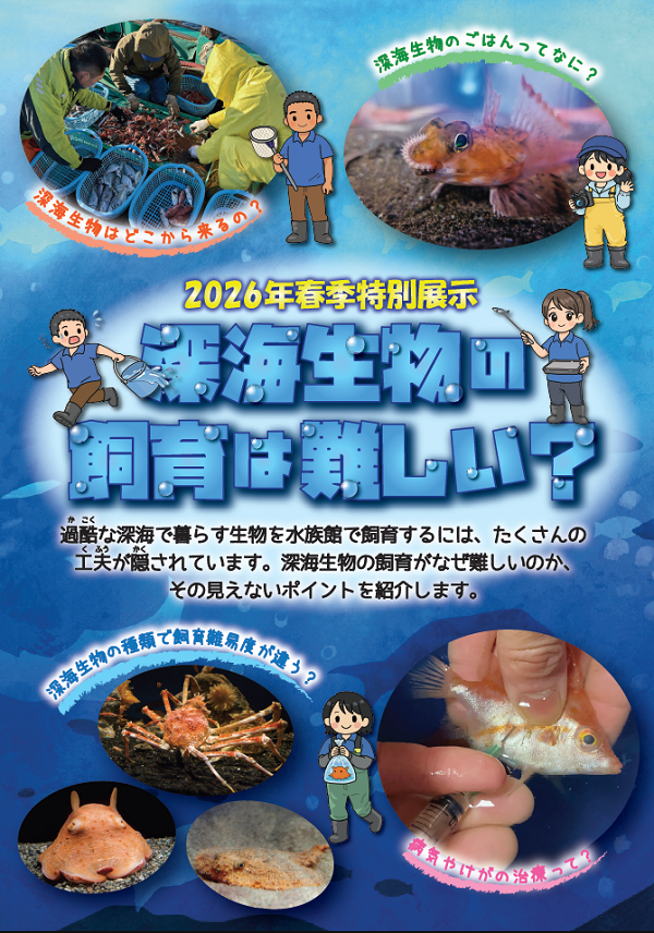 2026年 春季特別展示『深海生物の飼育は難しい？』開催のお知らせ