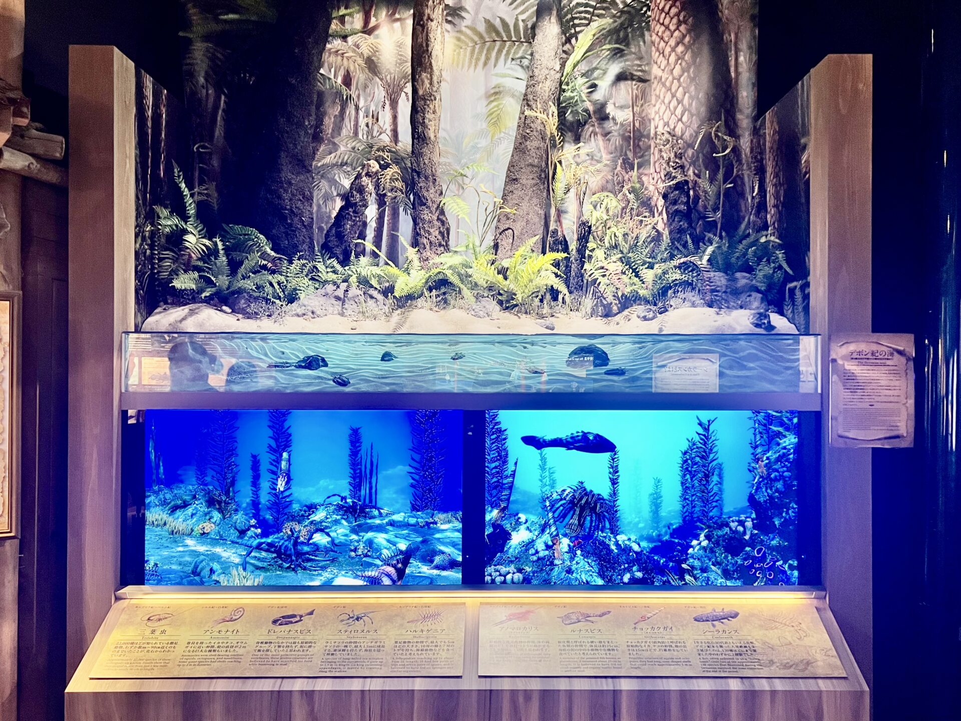 古代の海エリアに新展示がオープンしました!